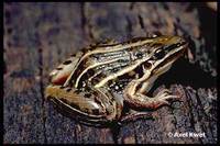 : Leptodactylus gracilis