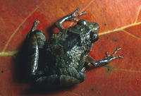 : Microhyla annamensis