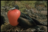 : Fregata magnificens; Frigatebird