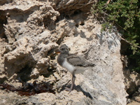 : Haematopus ostralegus; Pied Oystercatcher