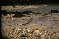 : Larus fuliginosus; Lava Gull