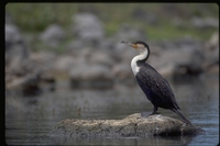 : Phalacrocorax carbo lucidus; Great Cormorant