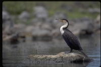 : Phalacrocorax carbo lucidus; Great Cormorant