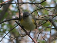 : Setophaga ruticilla; American Redstart