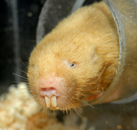 : Cryptomys damarensis; Damaraland Mole-rat