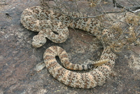 : Crotalus mitchellii; Speckled Rattlesnake