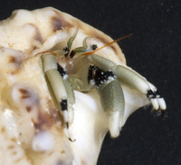 : Calcinus guamensis