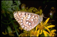 : Speyeria mormonia; Mormon fritillary butterfly