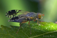 : Trupanea wheeleria; Fruit Fly