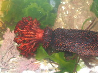: Patallus mollis; Sea Cocomber