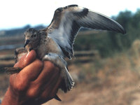 Buff-breasted Sandpiper, Tryngites subruficollis