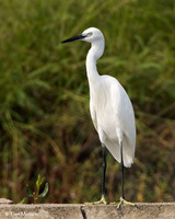 Little Egret