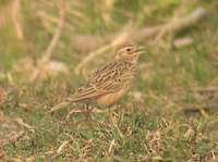 Oriental Skylark (Alauda gulgula) 2005. január 17. Delhi, Okhla Island