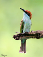 Blue-throated Bee-eater (sub-adult) Scientific name - Merops viridis