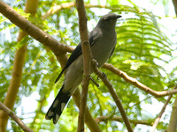 Black-winged Cuckoo-shrike 暗灰鵑鵙