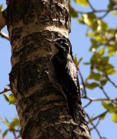 A pair of Three-toed Woodpecker (Beth Symonds)