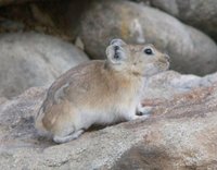 Pikas Ochotonasp. Photos © A. Braunlich