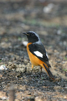 Daurian Redstart male 北紅尾鴝