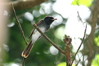 Japanese Paradise-flycatcher 紫壽帶鳥