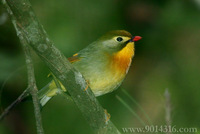 Red-billed Leiothrix 紅咀相思鳥