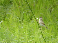 개개비사촌 [fan-tailed warbler]