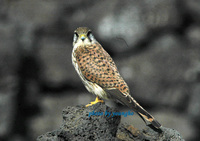 황조롱이(common kestrel)