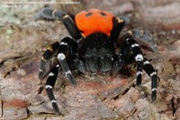 Rørkartespinder, Mariehøne Edderkop (Eresus sandaliatus) Foto/billede af