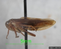 Rhytidodus decimusquartus