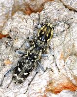 Xylotrechus rusticus