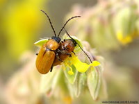 Exosoma lusitanicum