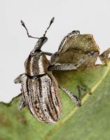 Hypera arator