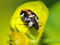 Anthrenus scrophulariae - Carpet Beetle