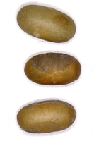 Eriogaster lanestris - Small Eggar
