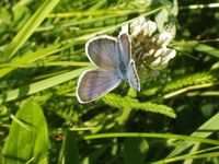 Plebeius argus - Silver-studded Blue