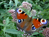 Inachis io - Peacock Butterfly