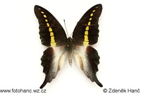 Graphium codrus celebensis