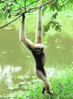 female Hoolock Gibbon (Hylobates hoolock)