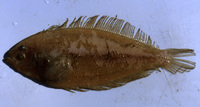 ...tungehvarre, Tungehvarre, Schurftvis, Scald fish, Mediterranean scaldfish, Scald-fish, Suomukamp