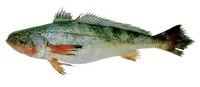 Nebris microps, Smalleye croaker: fisheries