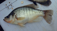 Pomoxis annularis, White crappie: gamefish