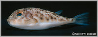 Sphoeroides parvus, Least puffer: