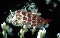 Exallias brevis, Leopard blenny: aquarium