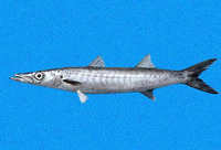 Sphyraena ensis, Mexican barracuda: fisheries, gamefish