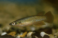 Pachypanchax playfairii, Golden panchax: fisheries, aquarium