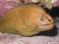 Gymnothorax prasinus, Yellow moray: aquarium