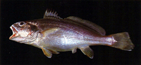 Johnius distinctus, :