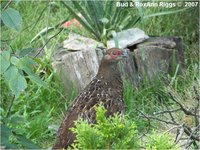 Mikado Pheasant Syrmaticus mikado