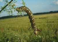 Hyles gallii - Bedstraw Hawk-moth