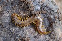 Scolopendra cingulata