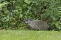 Image of: Marmota monax (woodchuck)